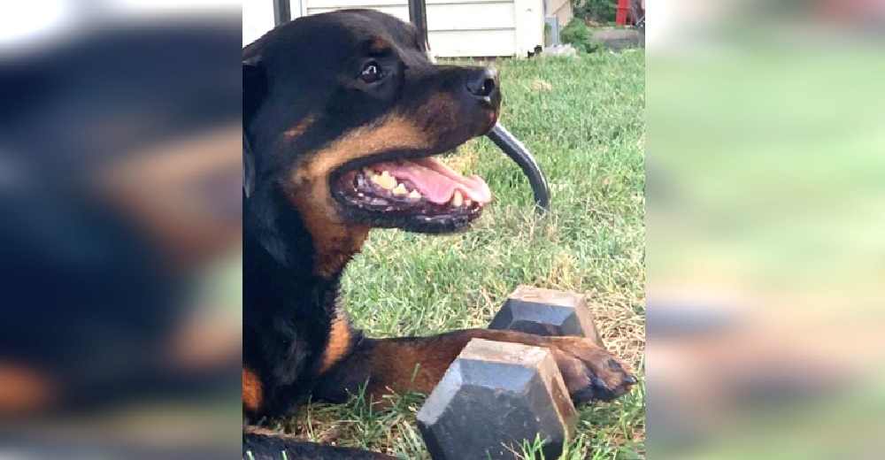 Señalan al dueño del perro que lleva en su hocico una pesa de 10 kilos como si fuera un juguete