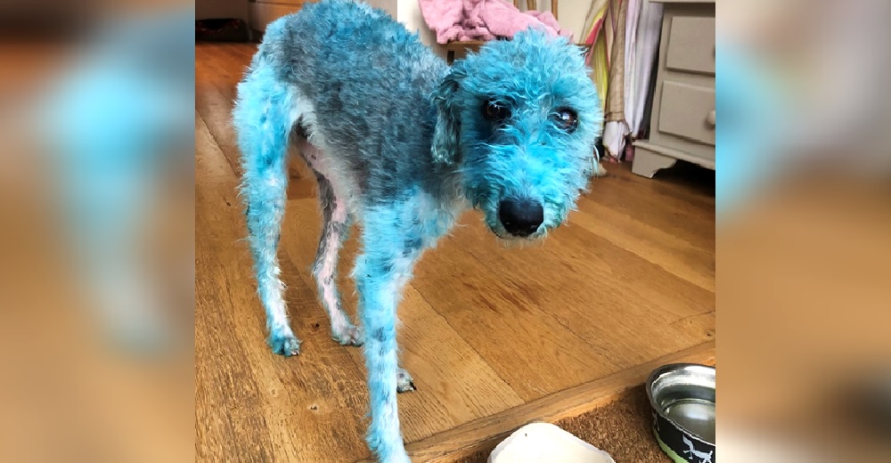 Su perrita llega a casa con el cuerpo cubierto de pintura azul en aceite dejándola desconcertada