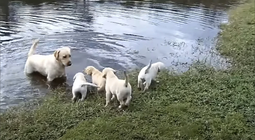 Graban a un papá labrador dándoles a sus cachorros su primera lección de natación