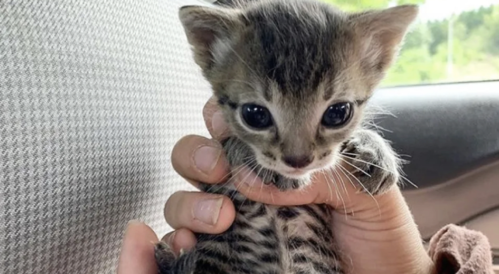 Acuden a ayudar a un débil gatito y al levantar la toalla descubren a su inseparable hermanito