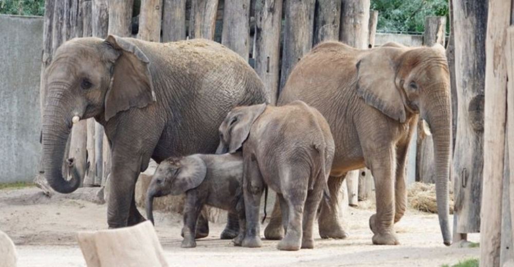 Después de 12 años separadas una elefante se reencuentra con sus hijas y sus nietas