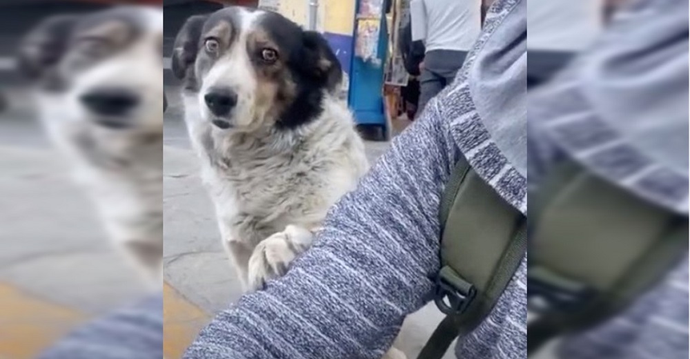 Graban a un perrito callejero arrimando su patita sobre el brazo del joven que lo alimentó