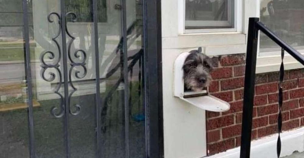 Este perrito se asoma a través del buzón desesperado por captar la atención de los transeúntes