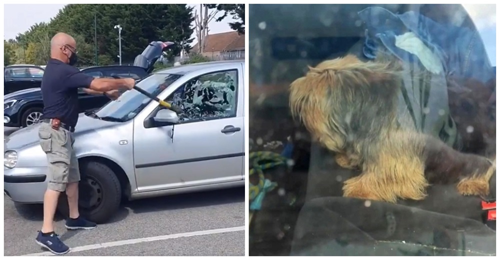 Lucha por romper el cristal para salvar a un perrito que esperaba su final en un auto caliente