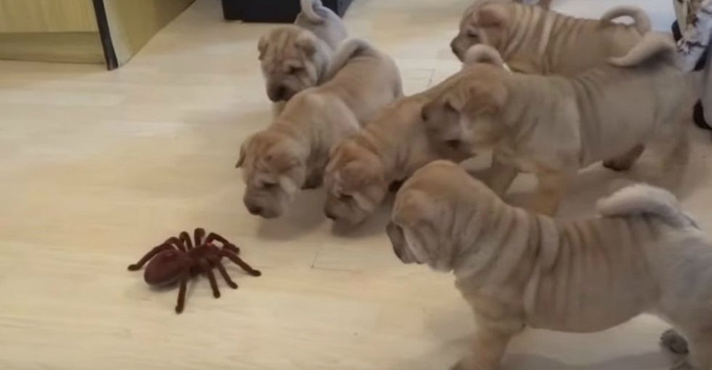 Cachorritos se encuentran cara a cara con una «temible» tarántula y su reacción se hace viral