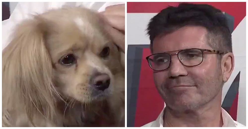 Simon Cowell se derrumba cuando conoce a uno de los perritos que salvó de una granja de carne