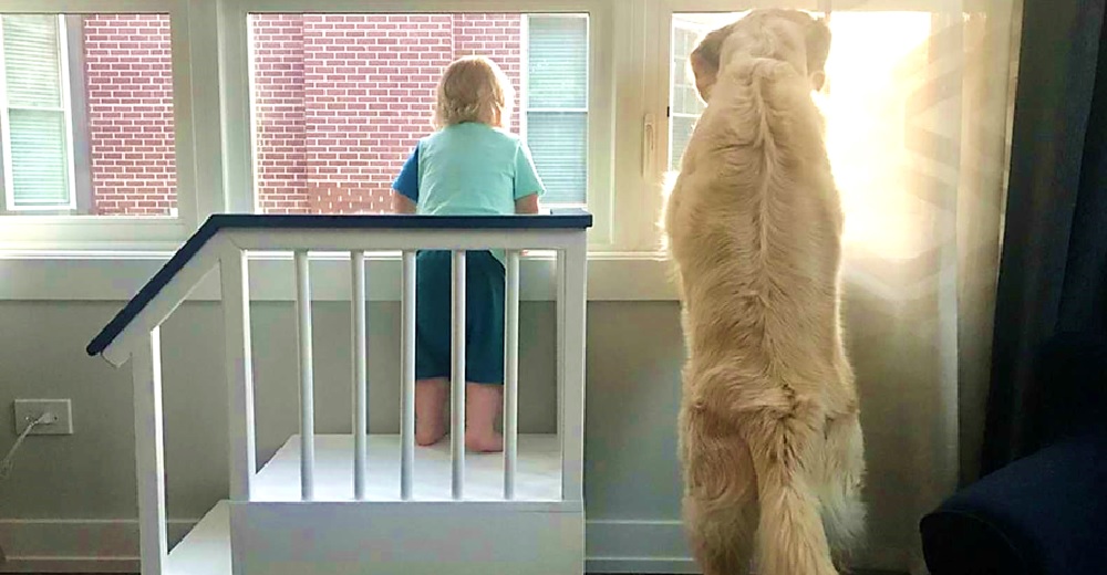 Construye un pequeño porche para que su hijo también pueda ver por la ventana junto a su perro