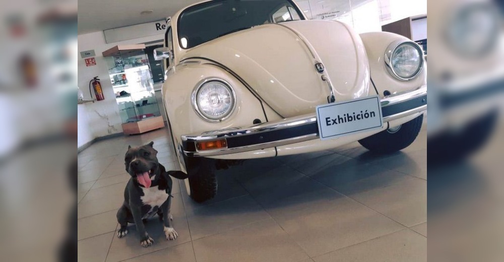 Rescatan a una pitbull de un vertedero y deciden contratarla en una agencia de Volkswagen