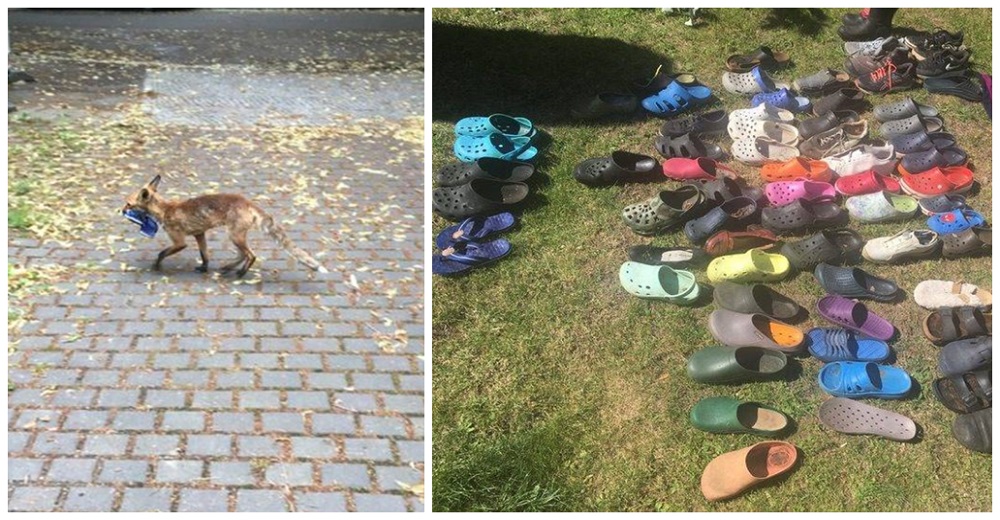 Por fin capturan al ladronzuelo que se hizo con el botín de más de 100 zapatos de los vecinos