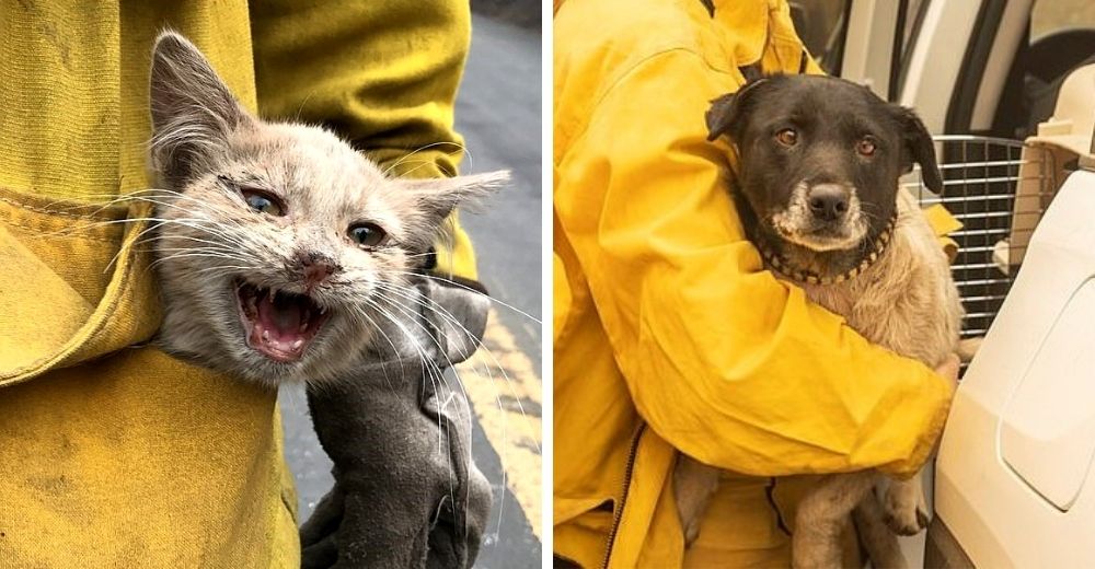 Cientos de mascotas son dejadas a su suerte en medio de los devastadores incendios forestales