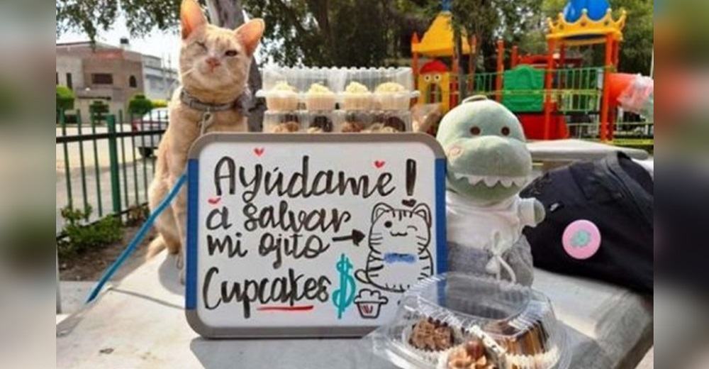 Gatito a punto de quedarse ciego suplica que le compren cupcakes para pagar su operación