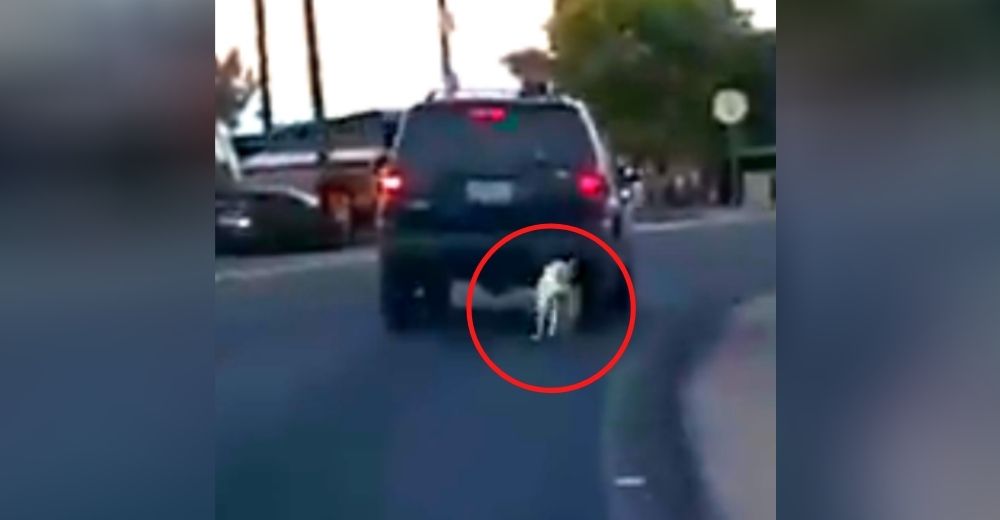 Polémica tras el video de la camioneta en marcha que arrastra un perrito sujeto a una cadena