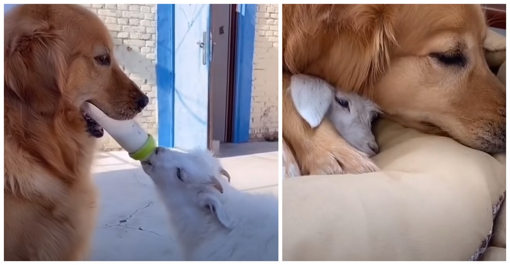 Golden Retriever conoce a una cabrita bebé y decide que nadie más la cuidará tan bien como ella