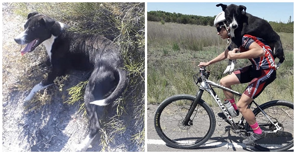 Tres ciclistas detienen su ruta para ayudar a un perrito enfermo y lo llevan sobre la espalda