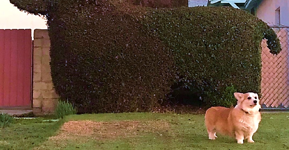 Le pide a su perrita que pose junto a un inofensivo arbusto y su respuesta se hace viral