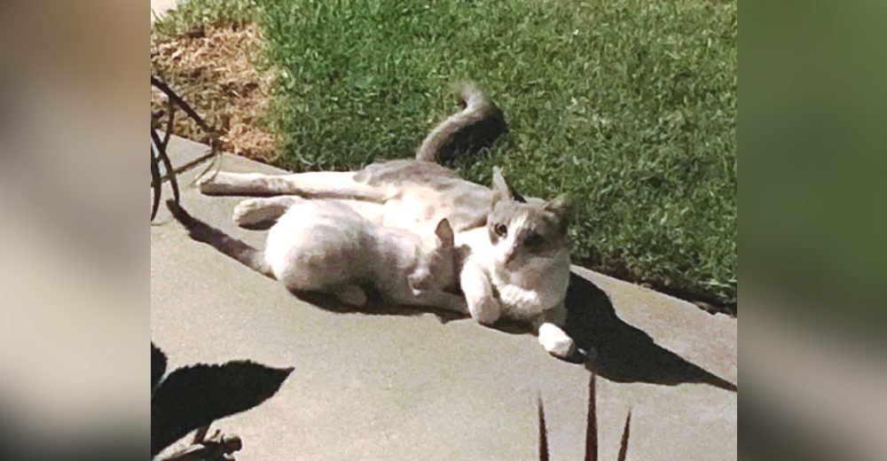 Gata regresa a la casa de la familia que la auxilió y alimentó por semanas, pero no estaba sola