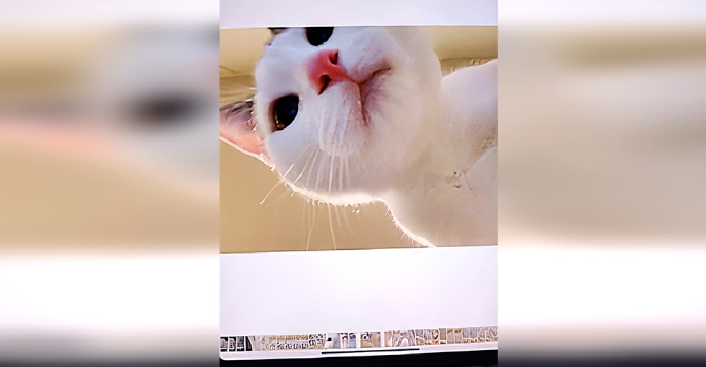 Gatita se roba la tablet de su dueña para tomarse decenas de selfis y el resultado se hace viral