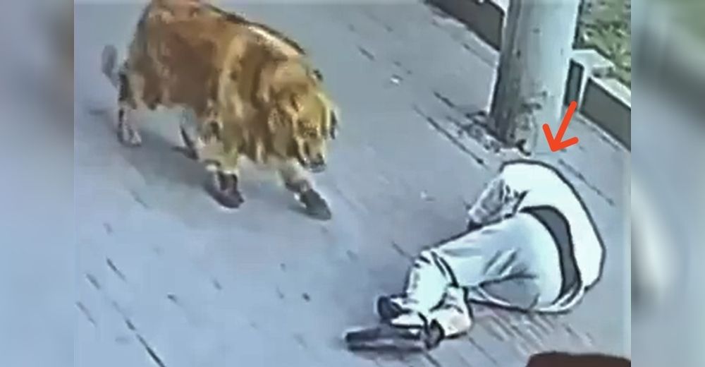 Perrito defiende a su humano del “gato volador” que lo dejó inconsciente al caer de la nada