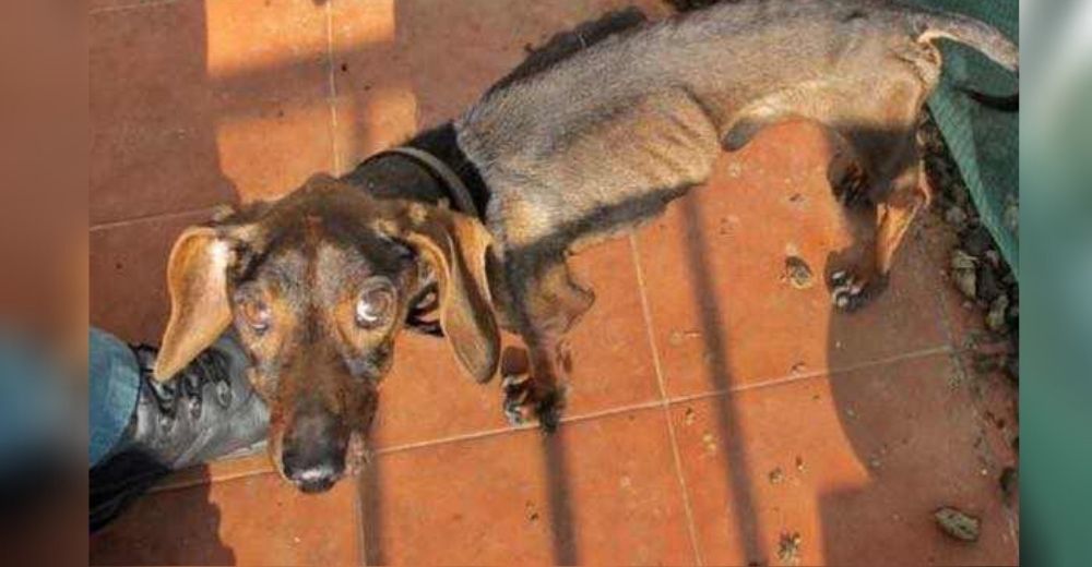 El dueño de un perrito desnutrido podría ir a la cárcel gracias a la denuncia de sus vecinos