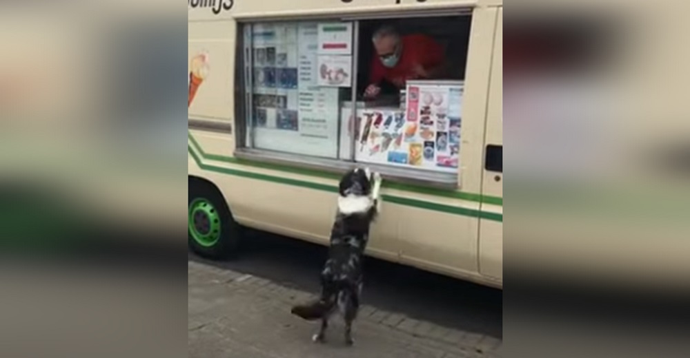 Un heladero reacciona cada vez que una perrita se para en sus dos patas sobre el mostrador