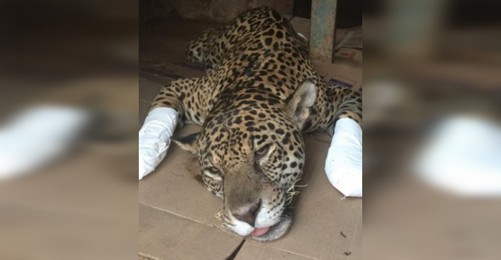 La milagrosa recuperación de un jaguar que quedó con sus patas en llamas gracias a células madre