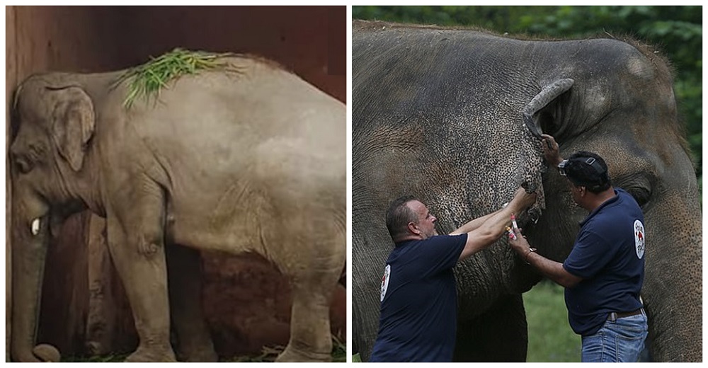 Tras 35 años del más cruel encierro, el «elefante más solitario del mundo» conoce la libertad