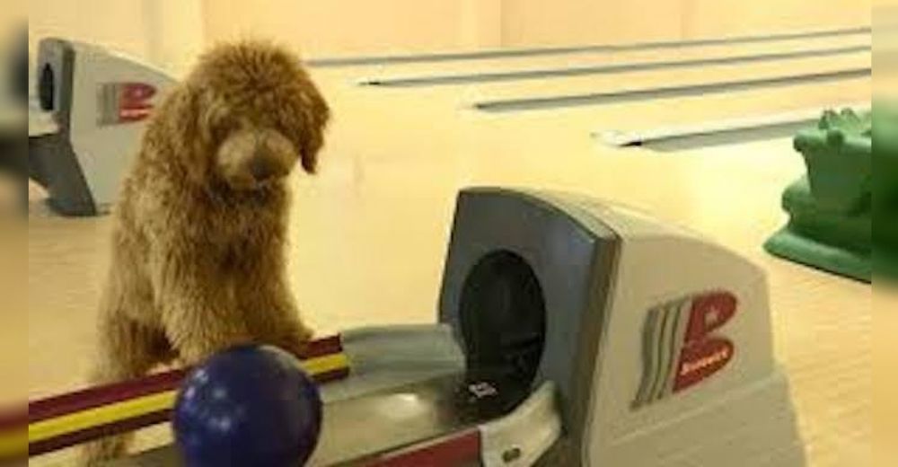 Un perrito aprende a jugar bowling desde que tenía 12 semanas y supera a su dueña