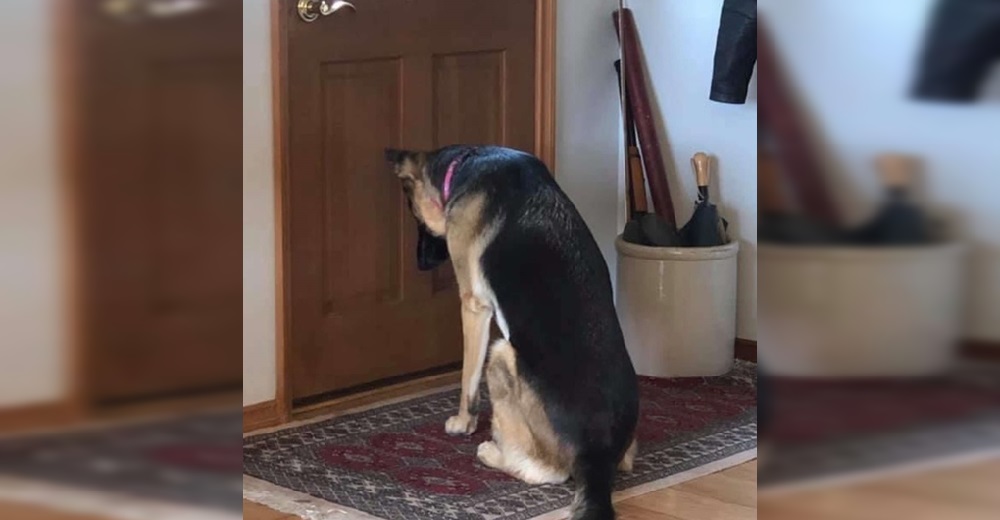 Perrita permanece junto a la puerta esperando que su papá regrese del hospital