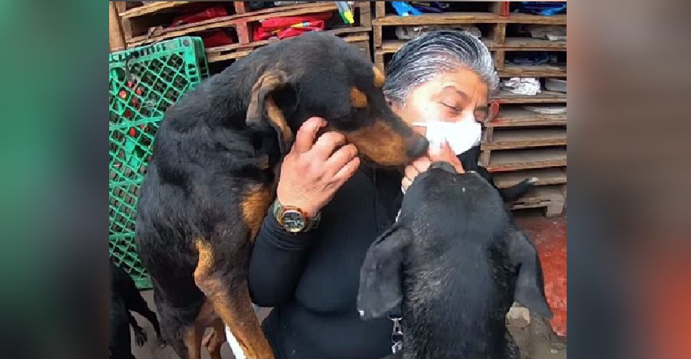 Todo empezó con una perrita callejera embarazada y ahora tiene un refugio entero en su hogar