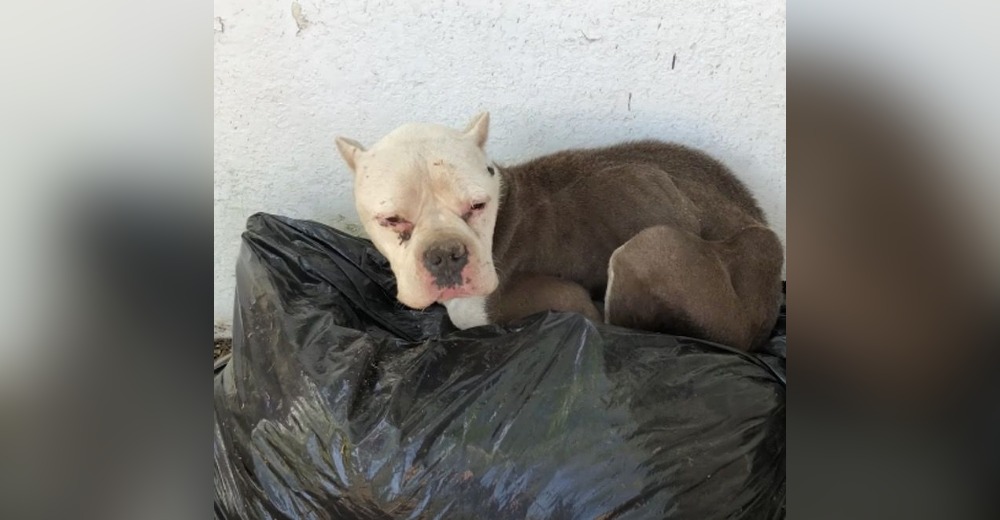 Una débil perrita fue salvada cuando se echó sobre un saco de basura sin esperanza de sobrevivir