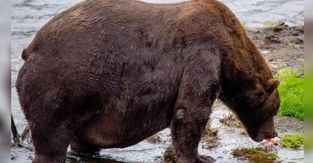 Captan imágenes de un raro oso tan grande y gordo que tiene dificultades para moverse