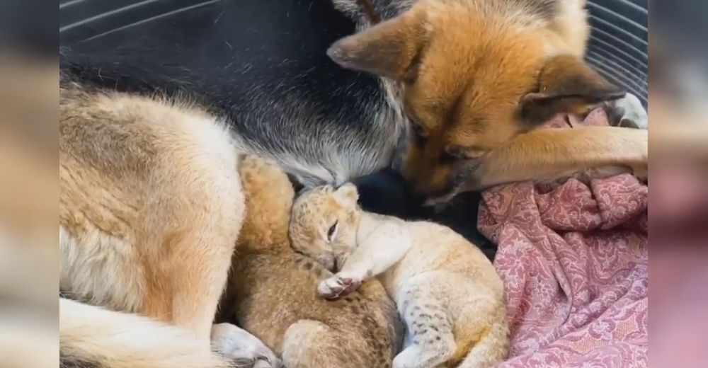 Una perrita adopta a dos cachorritos de león que fueron rechazados por su madre al nacer