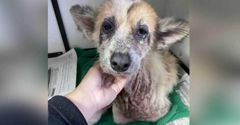 Con profunda tristeza en sus ojos esta perrita agradece haber recibido una oportunidad de vivir