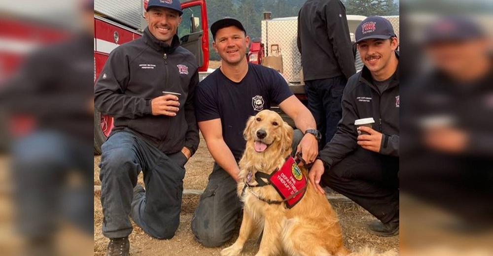 Una perrita ofrece consuelo a los exhaustos bomberos que luchan por salvar a decenas de personas