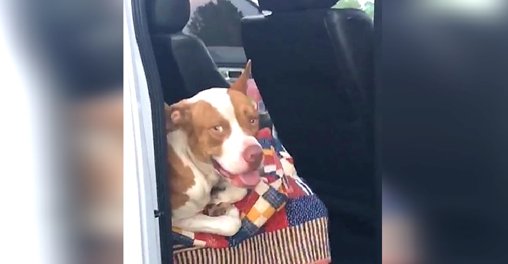 Cuando llegan a su auto encuentran a un afligido perrito sobre el asiento suplicando ayuda