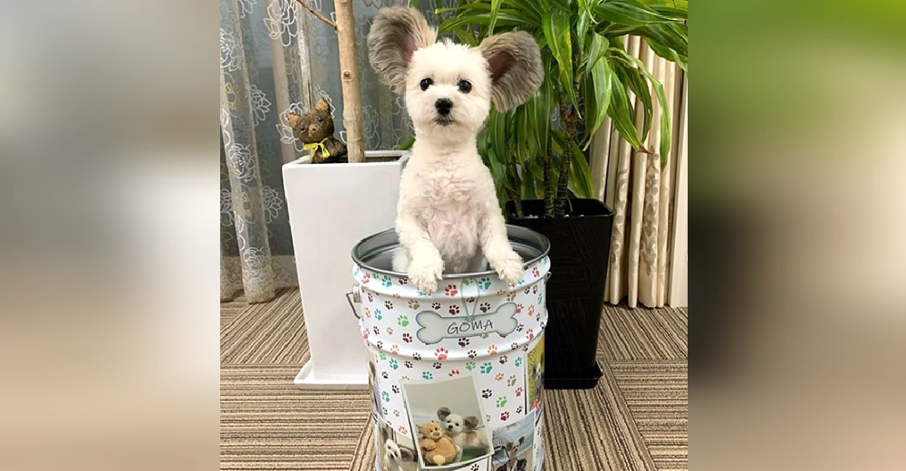 Un perrito mestizo se convierte en celebridad por sus orejas parecidas a las de Mickey Mouse