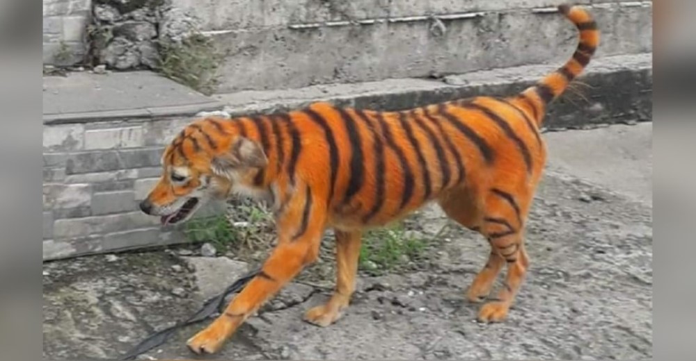 Llenan de tinta el cuerpo de un perro para que pareciera un tigre y buscan a los responsables