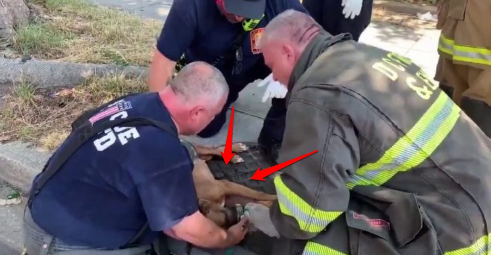 Ante la dolorosa situación de su dueña un bombero se hace cargo del perrito que salvó