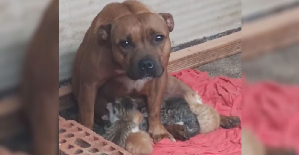 Una afligida pitbull acoge en su regazo a 4 gatitos recién nacidos que lo perdieron todo