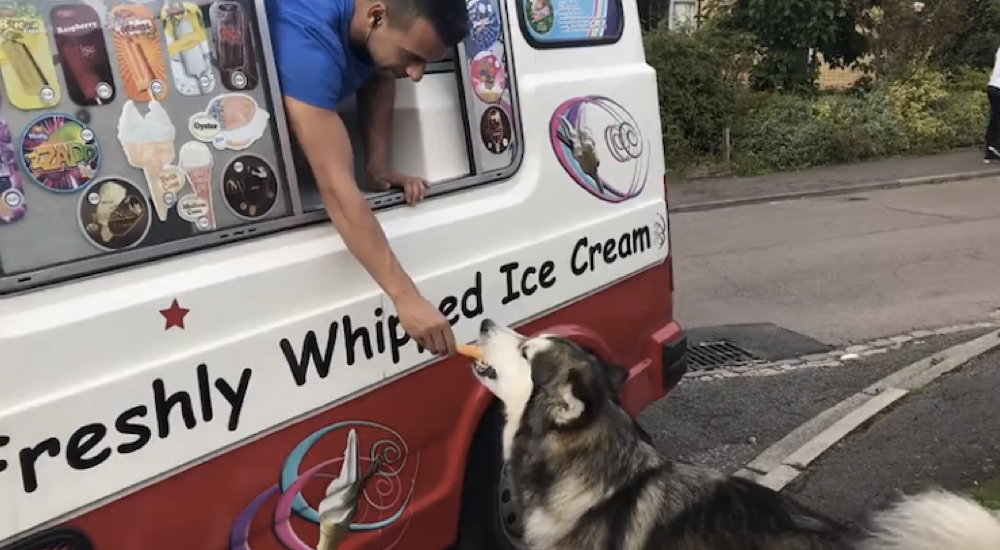 Un perro espera ansiosamente que el camión de helados llegue para darle su postre favorito