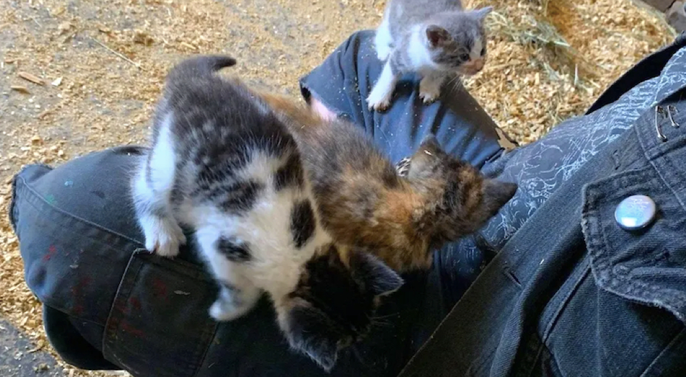 Una gatita corre hacia una mujer en una granja y confía tanto que llama a sus hermanos también