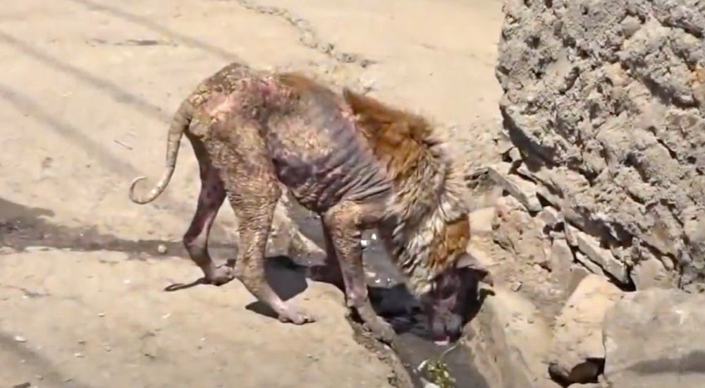 Perrito que deambulaba con los huesos a la vista y una sarna voraz, escondía un ser de luz