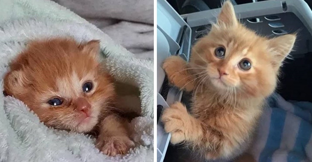 Pequeño gatito se empeña en quedarse para siempre junto a la familia que le salvó la vida