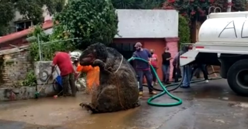 Los detalles de la enorme rata de casi 2 metros hallada en el interior de una alcantarilla