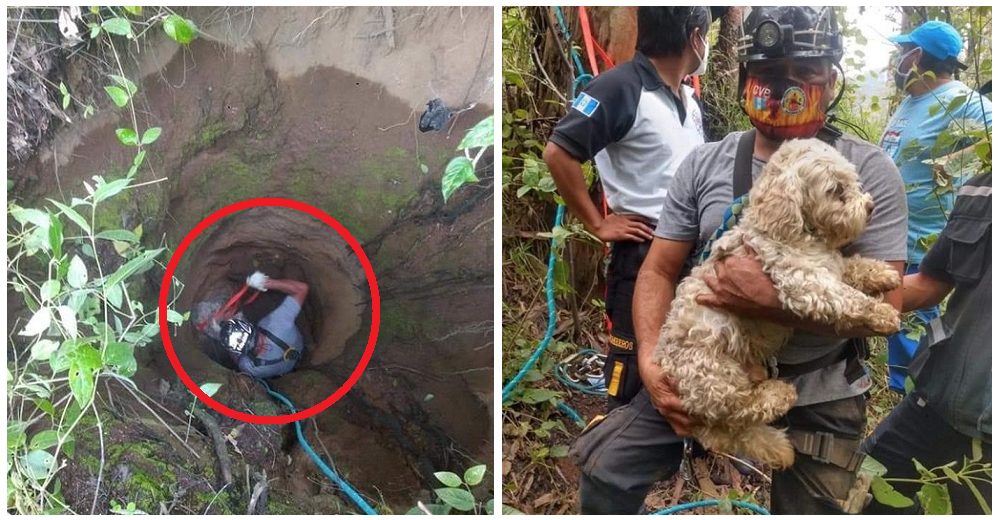 Pequeño perrito llora desesperado en el drenaje de una montaña clamando por ayuda