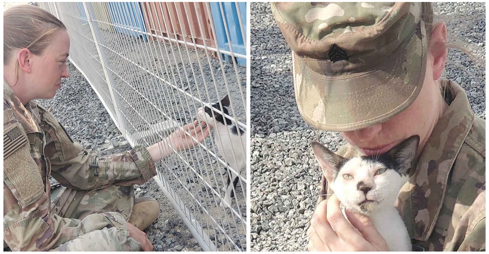 Pide ayuda desesperada para no ser obligada a separarse de los gatitos que rescató en la guerra