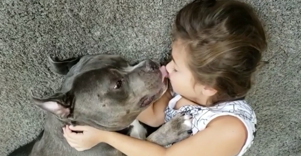 Graban a un «peligroso» pitbull lamiendo la boca de una indefensa niña antes de que reaccione