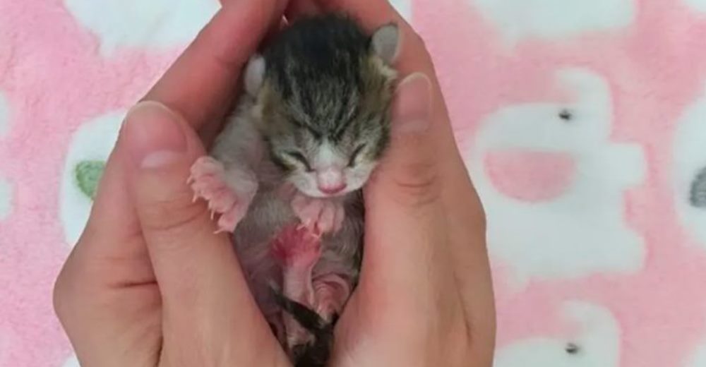 La gata con dedos extra que rescataron a punto de morir logra recuperarse de lo peor