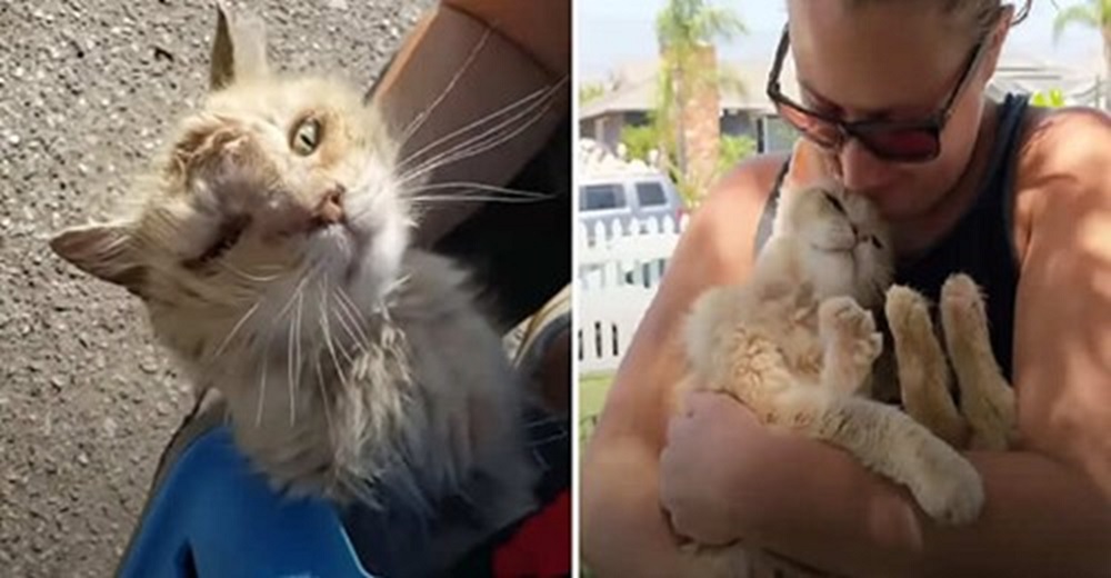 Un pobre gatito es dejado por sus dueños en un estacionamiento en medio de un calor sofocante