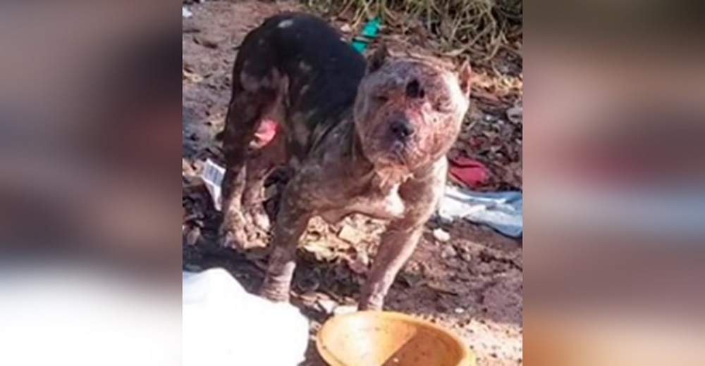 Dejan a una inocente pitbull con profundas heridas en medio bosque pero ahora está irreconocible